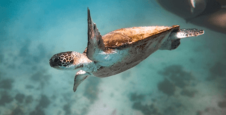 Fotografía de una tortuga en el mar