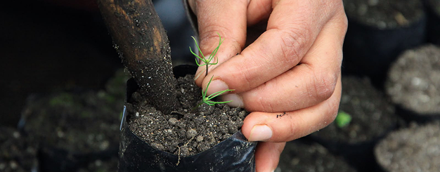 Fotografía de mano sembrando una planta en una bolsa de cultivo