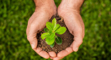 Mano sosteniendo planta