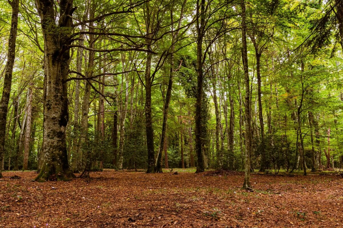 Bosque