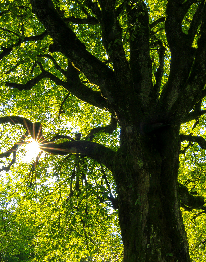 Árbol grande visto desde abajo con luz del sol filtrándose a través de sus ramas