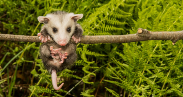 zarigüeyas