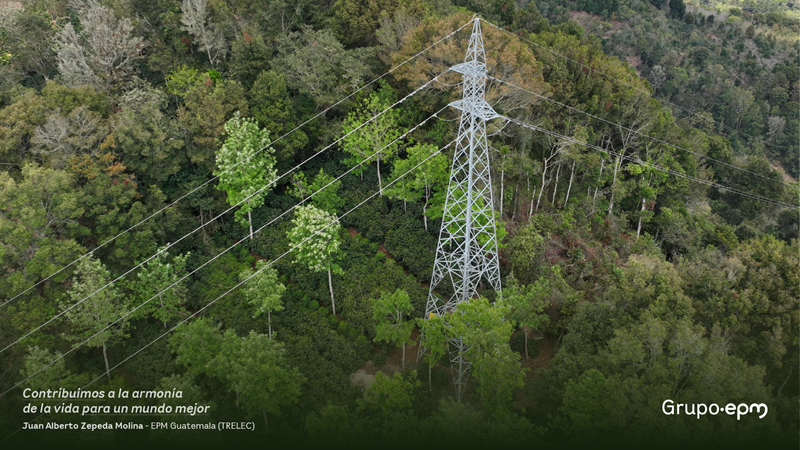 Fotografía tomada por Juan Zepeda. Bosque visto desde arriba y lo está cruzando una línea de transmisión de energía