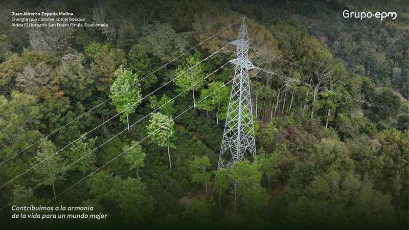 Fotografía tomada por Juan Zepeda. Bosque visto desde arriba y lo está cruzando una línea de transmisión de energía